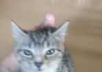tabby girl
