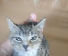 tabby girl