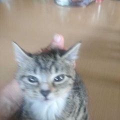 tabby girl