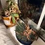 Plants for sale Image 6