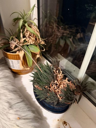 Plants for sale