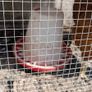 5 laying chickens, coop and run Image 10