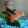 CIANO Aqua 30 Aquarium + Cartridges + Goldfish Image 5