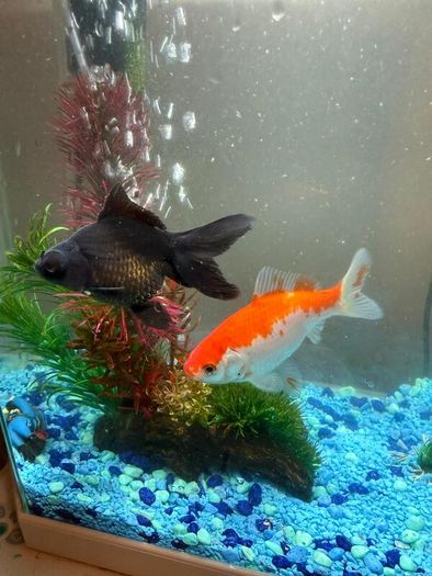 CIANO Aqua 30 Aquarium + Cartridges + Goldfish