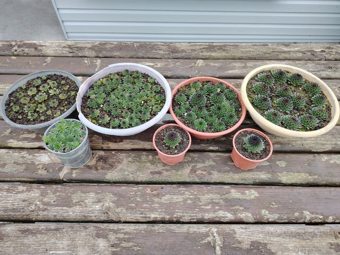 Succulent Plant