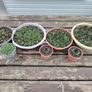 Succulent Plant Image 7