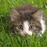 Chaton