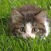 Chaton