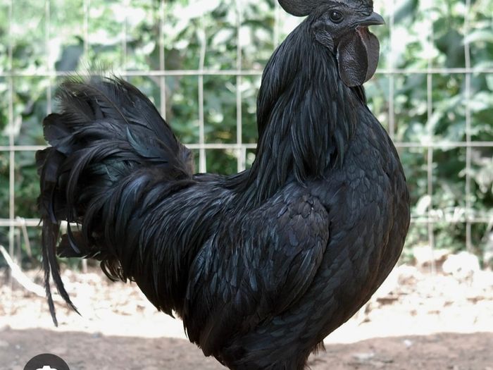 Ayam Cemani Rooster For Sale in Broadford, Limerick from ChloeO'Dea