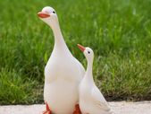 I love you Mom/Dad! Vivid Arts, Hand Painted Resin White Duck Call Duck Set of 2, Garden Ornament, Indoor Decoration Exquisite Decorations