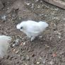 Silkie Image 3