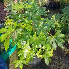 Fatsia japonica