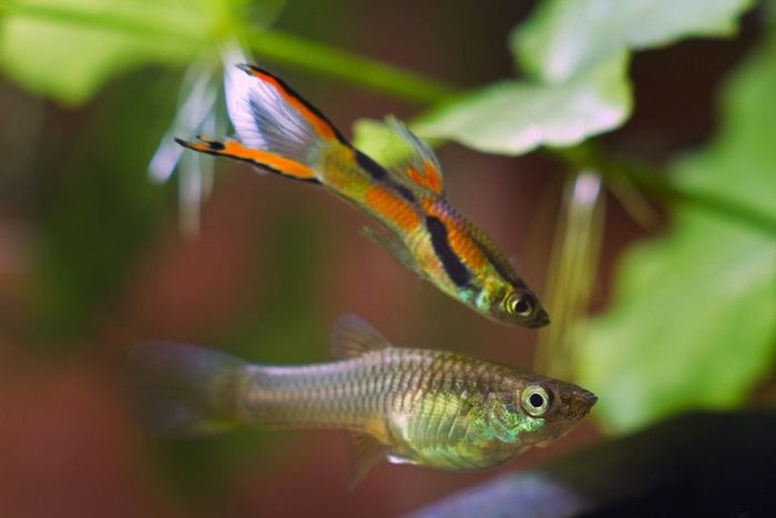 Endler Guppies