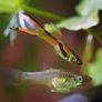 Endler Guppies Image 4