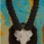 Vintage Taxidermy Antelope Horns Image 5
