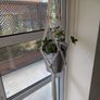 Beautiful hanging plant including pot and hanging basket Image 4