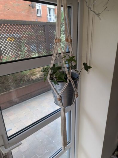 Beautiful hanging plant including pot and hanging basket