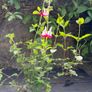 salvia hot lips Image 3
