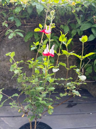salvia hot lips