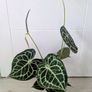 Anthurium Clarinervium Plant Image 4