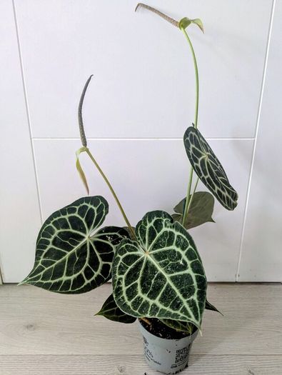 Anthurium Clarinervium Plant