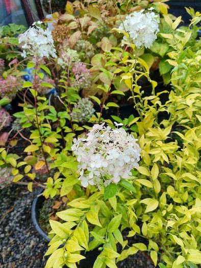 Hydrangeas
