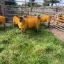 Texel X lambs Image 2
