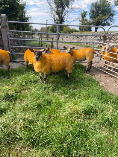 Texel X lambs