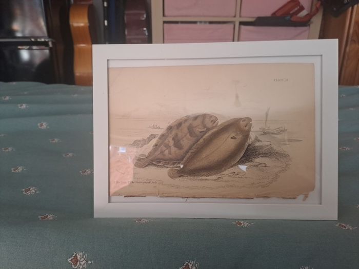 Antique fish prints 1840