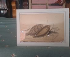 Antique fish prints 1840