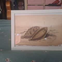 Antique fish prints 1840