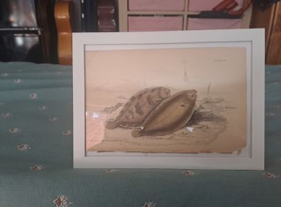 Antique fish prints 1840