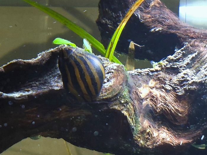 Zebra Nerite Snail for Fish Tank