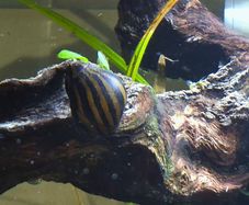 Zebra Nerite Snail for Fish Tank