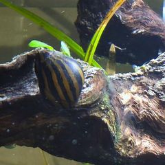 Zebra Nerite Snail for Fish Tank