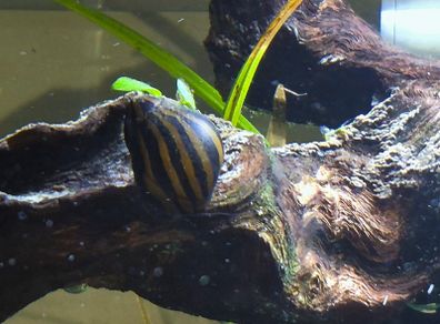 Zebra Nerite Snail for Fish Tank