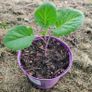 Taunton Deane Kale (Perennial) Image 4