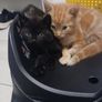 free to good home Kitten Image 4