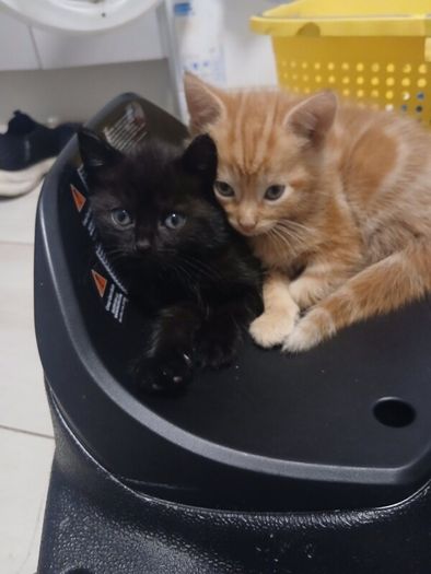 free to good home Kitten