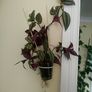 Indoor plant with hanging pot. Image 2