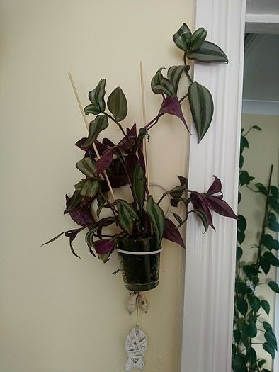 Indoor plant with hanging pot.