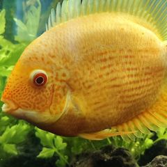 Gold severum