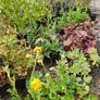 Plants and Shrubs Image 8