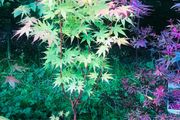 Japanese acers - wide selection