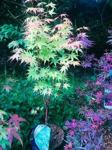 Japanese acers - wide selection