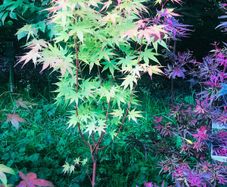 Japanese acers - wide selection