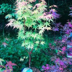 Japanese acers - wide selection