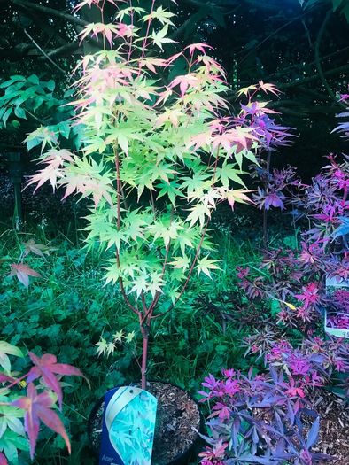 Japanese acers - wide selection