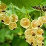 Organic White currant & Organic Rhubarb Jam 220g Image 2