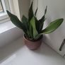 Dracaena Burundii multi stem. Image 3